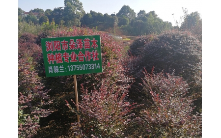 湖南華苑苗木基地實拍4